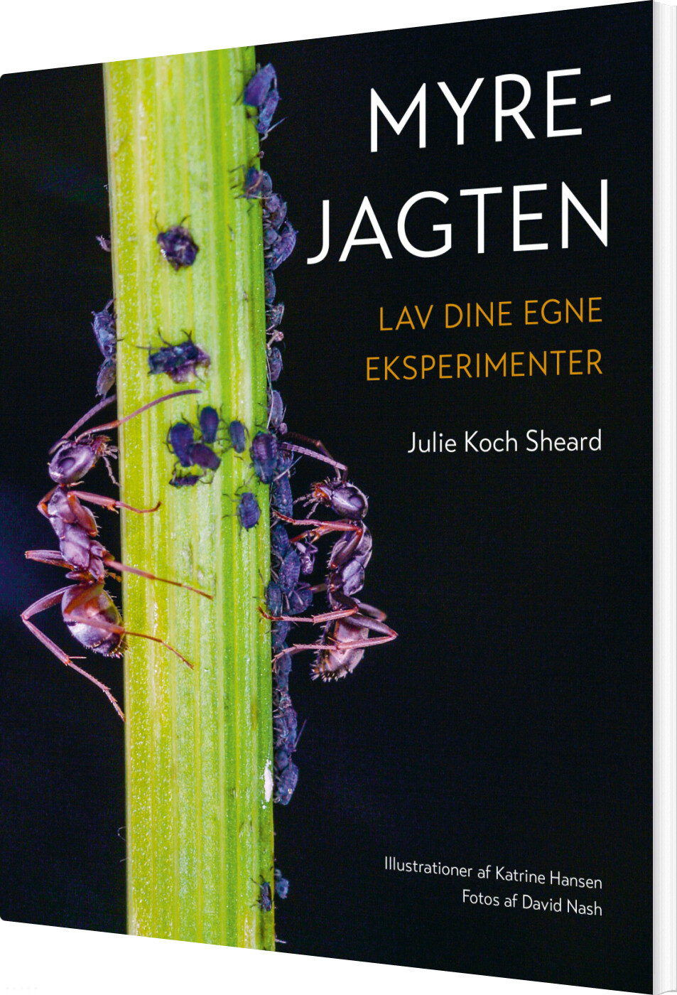 Myrejagten - Julie Koch Sheard - Bog - Aarhus Universitetsforlag